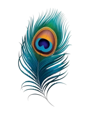 a peacock feather on a white background