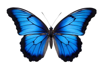 a blue butterfly on a white background