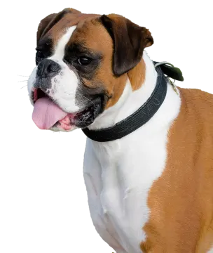 a brown and white dog with its tongue out