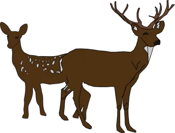 a deer and its baby