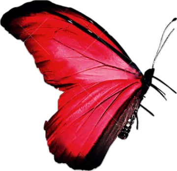 a red butterfly on a white background