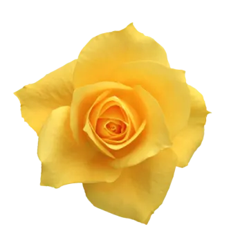 a single yellow rose on a white background