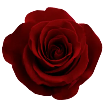 a red rose on a white background