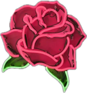 a pink rose on a white background