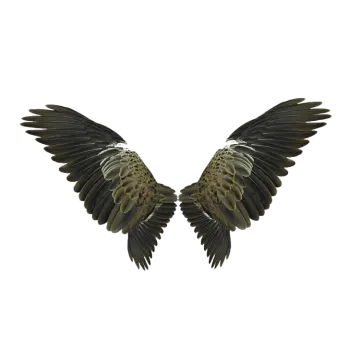 two black and white birds flying in the air