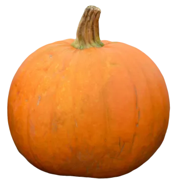 a large orange pumpkin on a white background