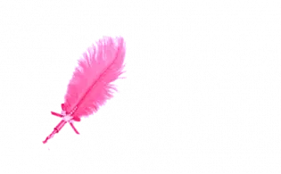 a pink feather on a white background