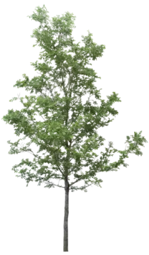 a tree on a white background