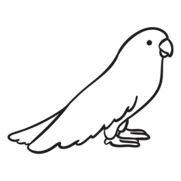 how to draw a parrot
