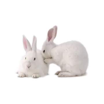 two white rabbits on a white background