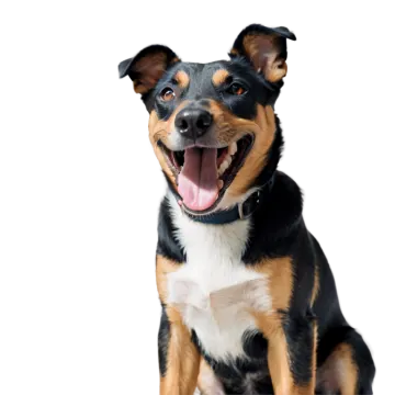 a black and brown dog sitting on a white surface