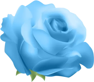 a blue rose on a white background