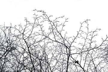 a black and white photo of trees
