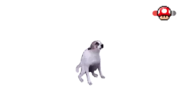 an image of a dog running through the air