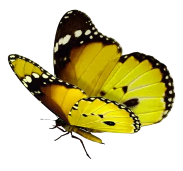 a yellow butterfly on a white background