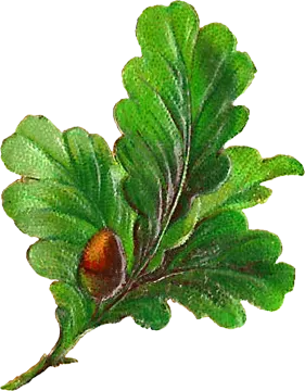 a green leaf with brown spots on it