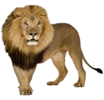 a lion standing on a white background