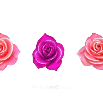 three pink roses on a white background