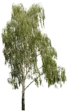 a white birch tree with green leaves