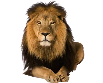 a lion laying down on the ground
