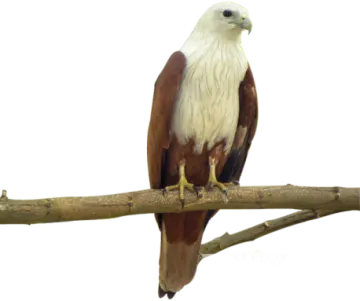 an eagle perched on a branch