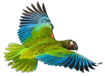a parrot flying in the air with its wings spread