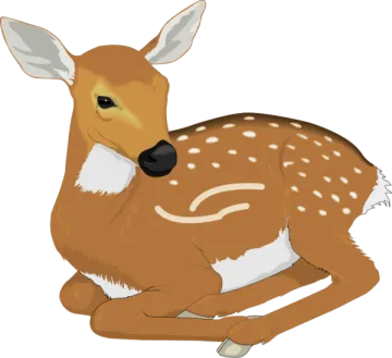 a deer laying down on the ground