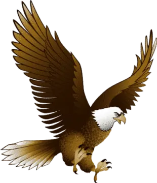 an eagle flying with its wings spread out