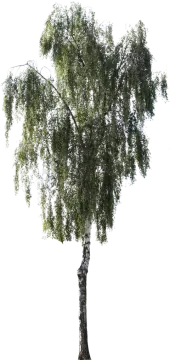 a tree with green leaves on it's branches