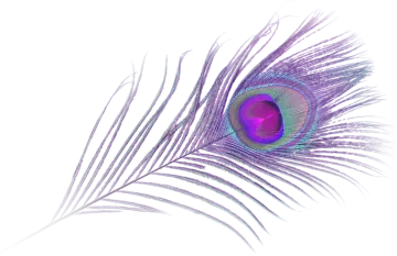a purple peacock feather on a white background