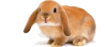 a small brown rabbit on a white background
