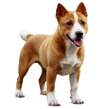 a small brown and white dog standing on a white surface