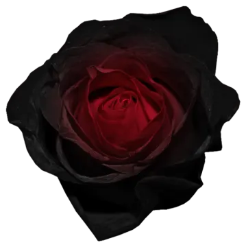 a red rose on a white background