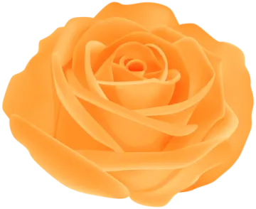 a yellow rose on white background