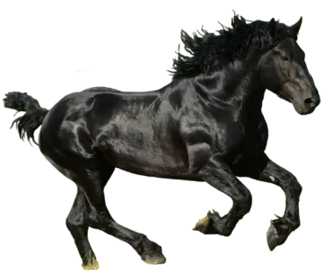 a black horse running on a white background