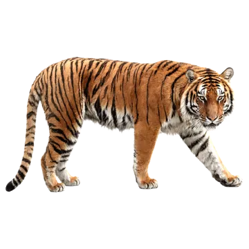 a tiger walking across a white surface