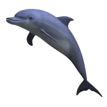 a dolphin is jumping in the air