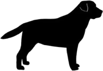 a black dog silhouetted on a white background