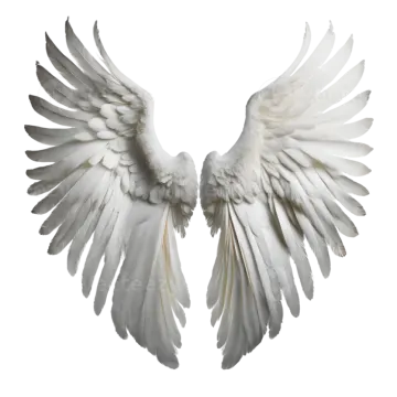 a pair of white wings on a white background