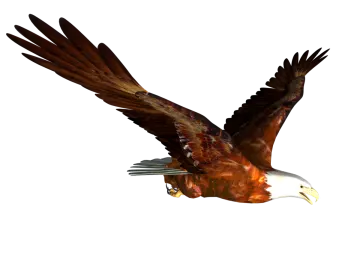 an eagle flying in the air with its wings spread
