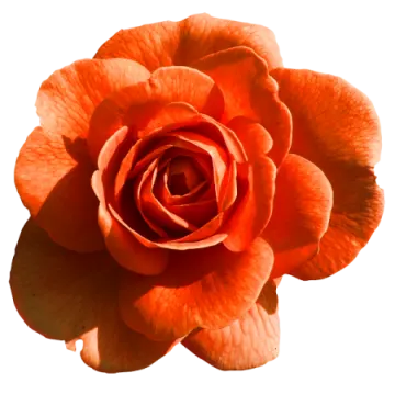 a single orange rose on a white background