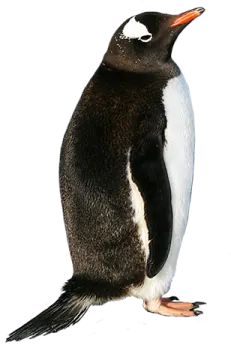 a penguin standing on top of a white surface