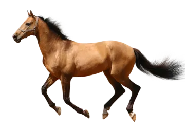 a brown horse running on a white background