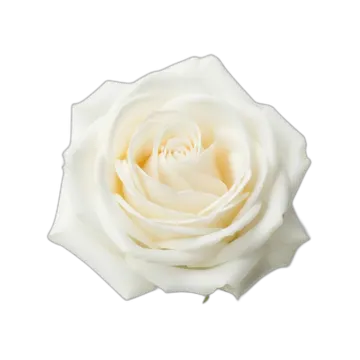 a single white rose on a white background