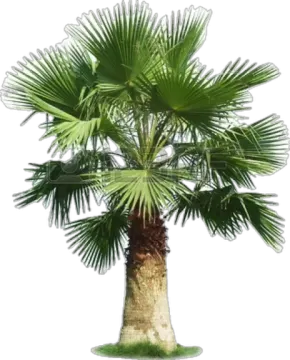 a palm tree on a white background