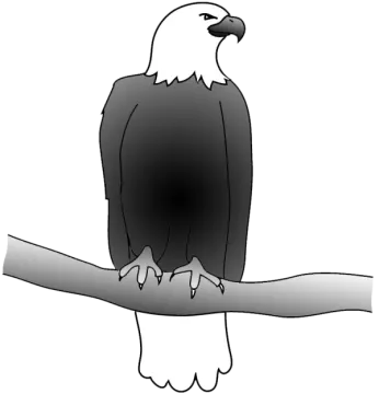 an eagle sitting on a branch