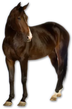 a brown horse standing in front of a white background
