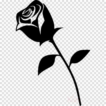 a black rose on a transparent background