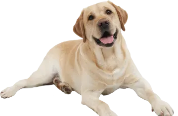a dog laying on the ground with its tongue out