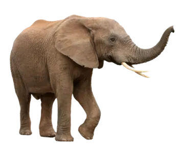 an elephant is standing in front of a white background